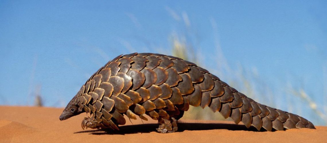 El-pangolin