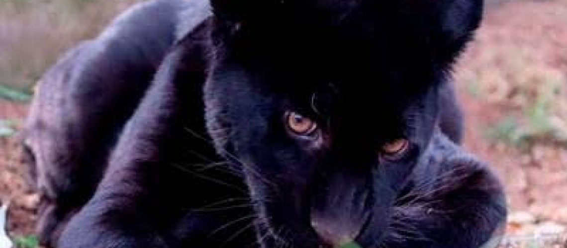 images - 2024-04-16T170933.253