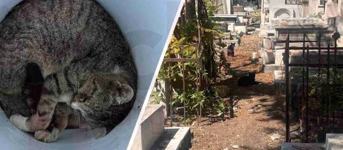 images - 2025-03-04T193426.203