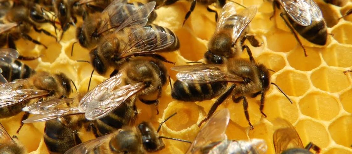 las-abejas-y-el-hombre