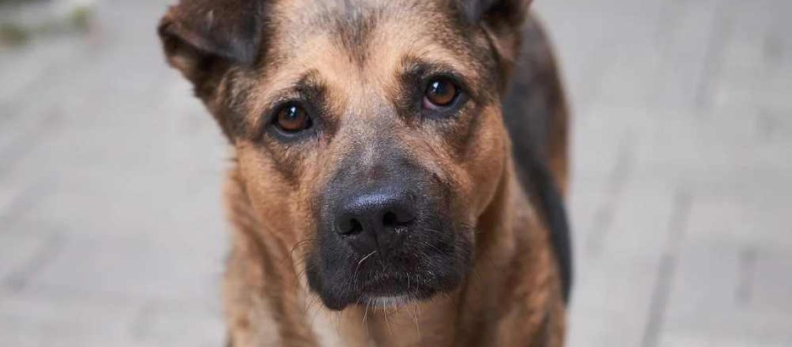 xr:d:DAFZ6xM158Q:995,j:47859949785,t:23052420